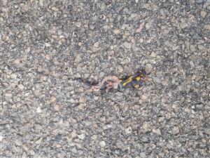 Salamandra škvrnitá